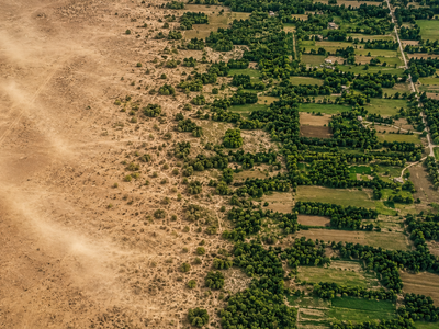 In 1935, the United States began planting 220 million trees from Texas to Canada to stop the Dust Bowl, creating 18,600 miles of living windbreaks by 1942
