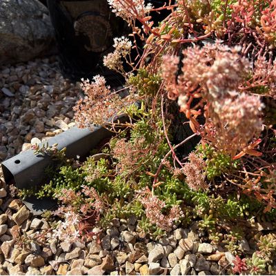 My mum is the queen of growing succulents outdoors, and this drought-tolerant self-seeder is the current star of her garden