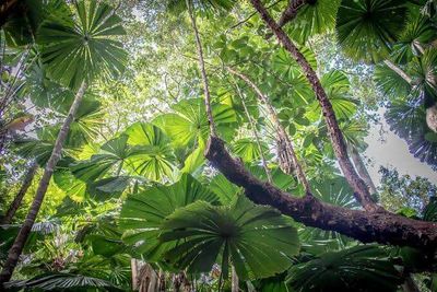 From a 1937 garden planting to an ecological crisis: One Miconia tree now spreads 8.9 million seeds, endangering Queensland's iconic rainforests