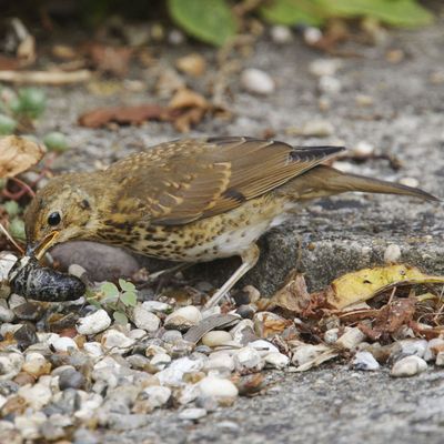 These slug-eating birds can help keep your garden pest-free – here's how to attract them
