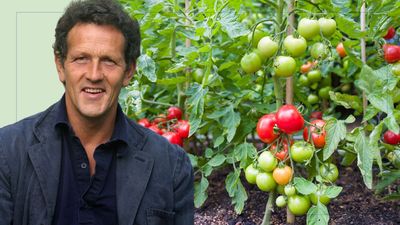 Monty Don shares the important task you should be doing to your cordon tomato plants weekly to ensure a better harvest