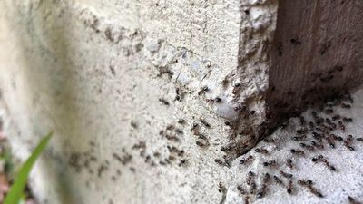 I just discovered the one overlooked thing attracting ants to my yard — and it’s so simple