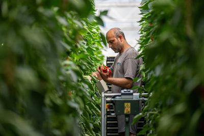 Sainsbury’s to increase British salad produce amid drought fears abroad