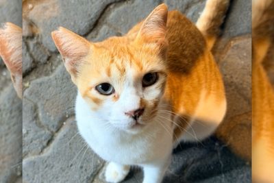 The crowdsourced site taking on an unusual and Herculean task – mapping India’s stray cats