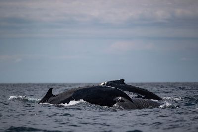 Huge whale ‘supergroups’ show numbers are rebounding. The Iran war threatens that