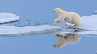 This gorgeous photo of a polar bear bounding across the ice offers a masterclass in deciding whether to shoot in color or black-and-white