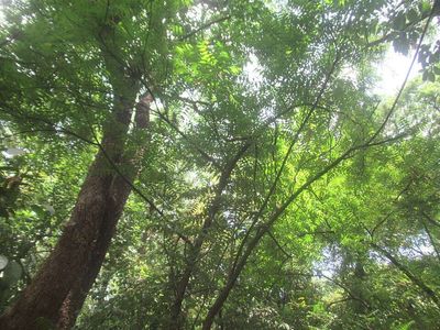 Brazilian cities planted 1,381 street trees, but 80% were non-native, and neem alone made up 700, raising a quiet biodiversity warning
