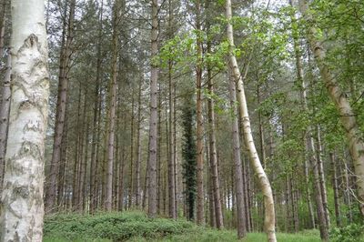 Wales planted ~120,000 hectares of conifers for timber; decades later, researchers linked heavily forested catchments to acidic, salmon-poor streams