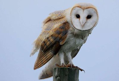 In 1958, Hawaii introduced barn owls to control rats in sugarcane fields; the owls spread across the islands and began killing endangered seabirds
