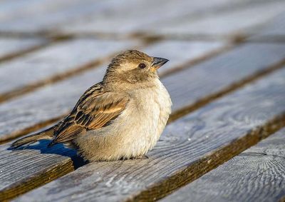 In 1851, New York released house sparrows to eat caterpillars damaging city trees; within 50 years, the birds had colonised nearly the entire continental US