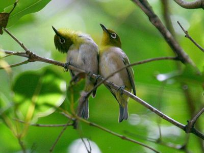 In 1929, Hawaii introduced Japanese white-eyes to control insects; they became its most abundant land bird and began competing with native birds for food