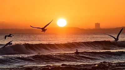 'Sea cannibal' spreads across the Baltic, threatening native species