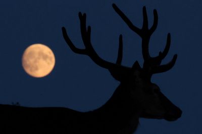 Buck Moon: When to see July’s full moon in the UK