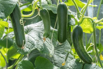 What Is Making Your Zucchini Fruit Shrivel Before Growing?