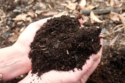 Don't throw away struggling plants. This common kitchen powder could help improve soil, fight fungus, repel garden pests, and keep your potted plants healthier naturally