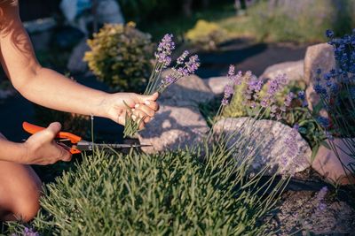 7 Fragrant Plants That Make Evening Gardens More Enjoyable