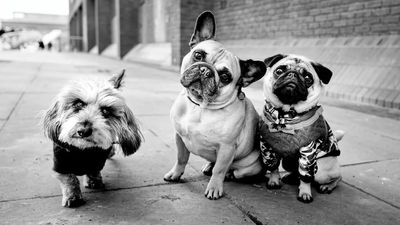 A hyena, a fur seal and an elephant in the city: Leica photographer Alan Schaller finds humor, tension and black-and-white beauty in the animals that live among us