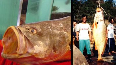 The Chinese bahaba, a critically endangered fish nicknamed the 'Panda of the Sea,' was missing from Hong Kong for over a decade, until its DNA gave it away