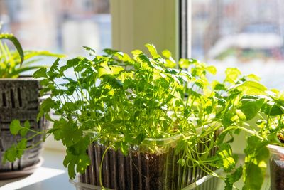 Should You Let Cilantro Go to Seed in Hot Weather?