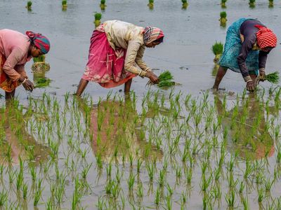 Need for balanced regulatory system to promote use of bio-tech in farm sector: ICAR DG