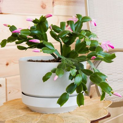 What to do with a Christmas cactus in summer – follow these 5 expert steps to ensure it blooms again later this year