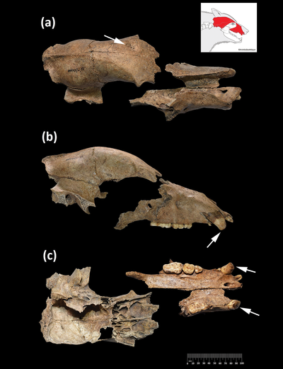 In 2016, a buried bear skull revealed a forgotten chapter of gladiator history dating back to the Roman era