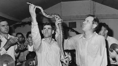 No snakes in church and don't eat the frogs: the weird world of US animal laws