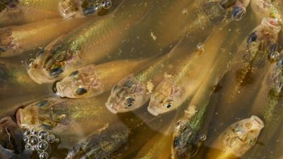 A stormwater pond in Calgary appears filled with Prussian carp; the invasive fish can produce all-female clone-like offspring and spread through drainage routes