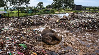 Tear-jerking photo of dying elephant in a garbage dump wins another award – but the solution to these deadly wildlife threats is yet to be found