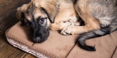 Protecting pets in domestic violence cases will take more than a law change
