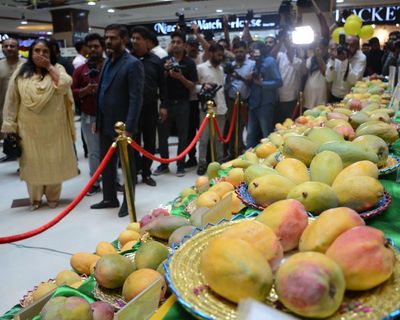Sweet, fragrant, impossible to resist – south Asian mangoes in Australia’s winter summon memories and unite historic enemies
