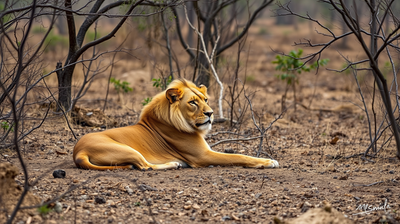 Asiatic Lions in Gir Face a Genetic Crisis: What Inbreeding Means for Their Conservation