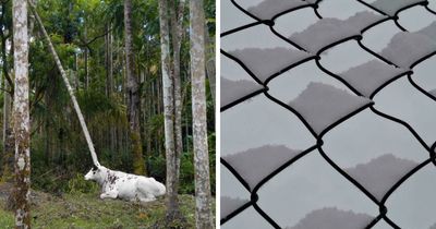 116 Pics That Look Like A Glitch In The Matrix Until You Pay Close Attention (New Pics)