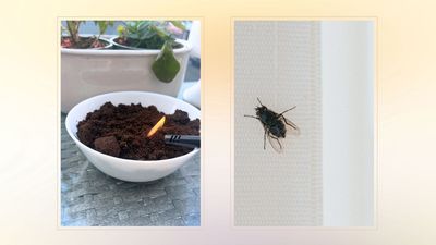 I tried the viral fly deterrent coffee burning hack - and I was certainly left surprised by the outcome