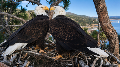 Bald eagle couple Jackie and Shadow's viral livestream raised $10 million to save their California forest home from luxury development
