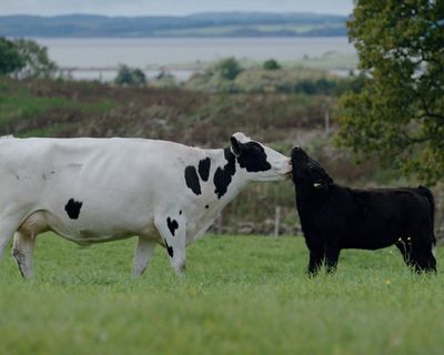 A Dairy Story review – giving cows and calves a happier life through progressive farming