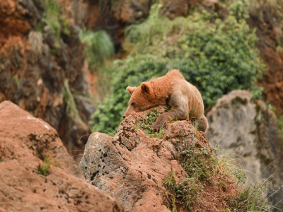 Not just humans, bears are also lying: How brown bears trick rivals into thinking they are bigger