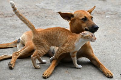 ‘Priority 1’ superbug spreading from pets to humans, study warns