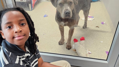 Meet Nehemiah Turner: The 11-year-old Florida boy who spent more than 100 hours reading to shelter animals and changed countless lives by helping anxious pets find forever homes