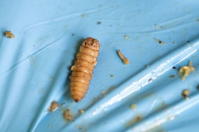 LA County Cites Boyle Heights Warehouse Operator After Inspectors Find Fly Larvae and Decaying Food Waste