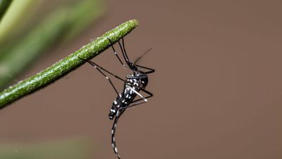 Conservationists removed tens of thousands of invasive rats from a Pacific island to save its wildlife; they accidentally wiped out an aggressive mosquito species too
