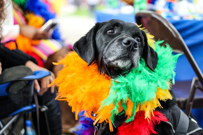 Forget the Kennels! These UK Festivals Now Welcome Your Four-Legged Friend This Summer