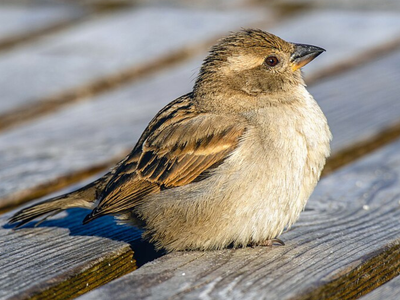 In 1850s, a Brooklyn scientist imported 16 English sparrows to eat urban caterpillars; by 1915, the invasive birds had spread across America