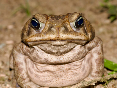 In 1935, an Australian entomologist shipped 102 cane toads from Hawaii to fight crop beetles; 2,400 were released before anyone tested the plan
