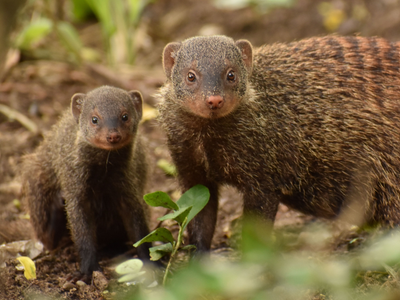 In 1872, a Jamaican planter imported nine mongooses to kill rats in his sugarcane fields; the predators then turned on native birds and reptiles