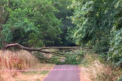 Don’t sit under trees in heatwave, park visitors told as Britain braces for 33C temperatures this week
