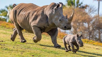 Poachers killed their mothers and left six young rhinos orphaned; after up to five years of rehabilitation, every one has now given birth in the wild