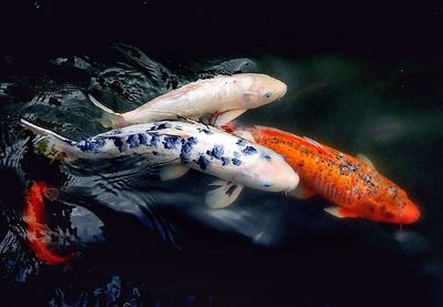 From the 1960s, one man bred exotic fish behind a New Zealand garage and illegally released thousands, leaving several lakes with lasting ecological damage