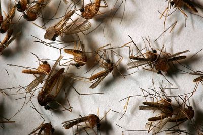 New Mexico Confirms First Two West Nile Cases of 2026 in Bernalillo and Otero Counties
