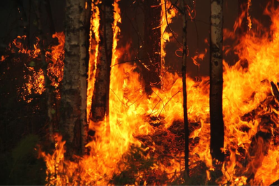 Macron Scrambles Into Action as Raging Wildfires Threaten Bordeaux